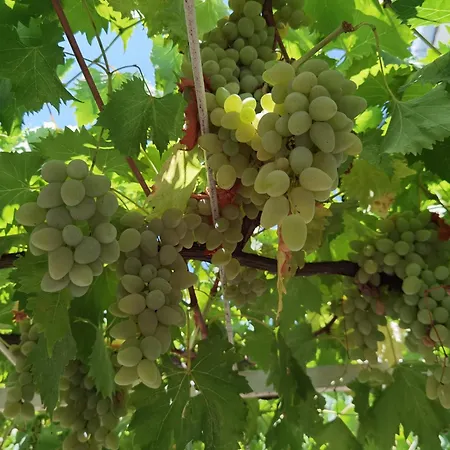 Appartement Apartments Most Orebić