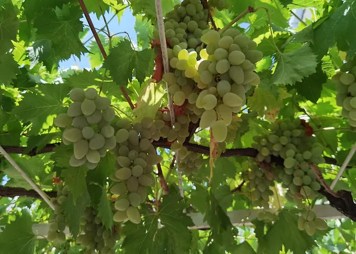 Апартаменты Apartments Most Оребич